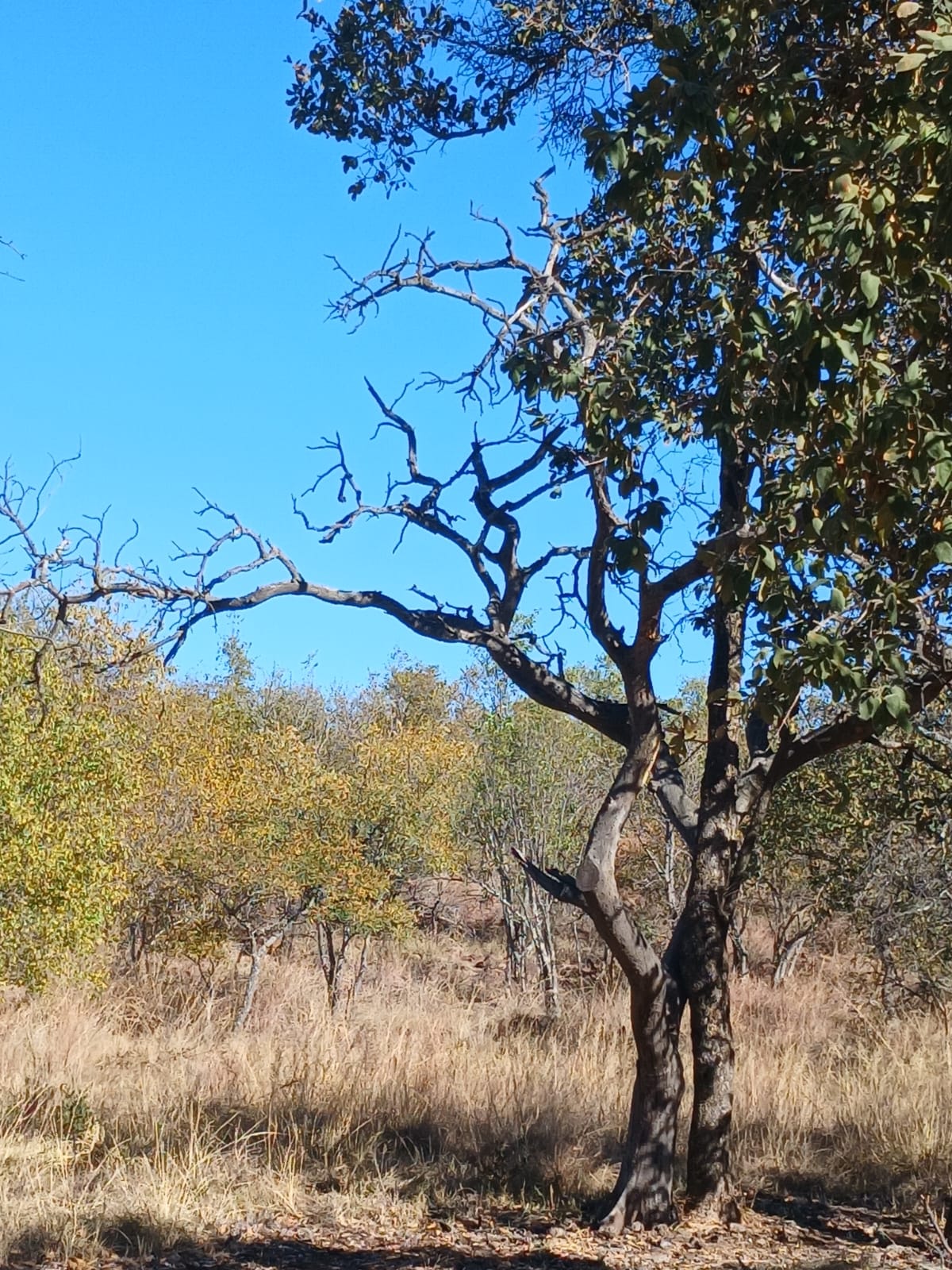 Tree at Pumula