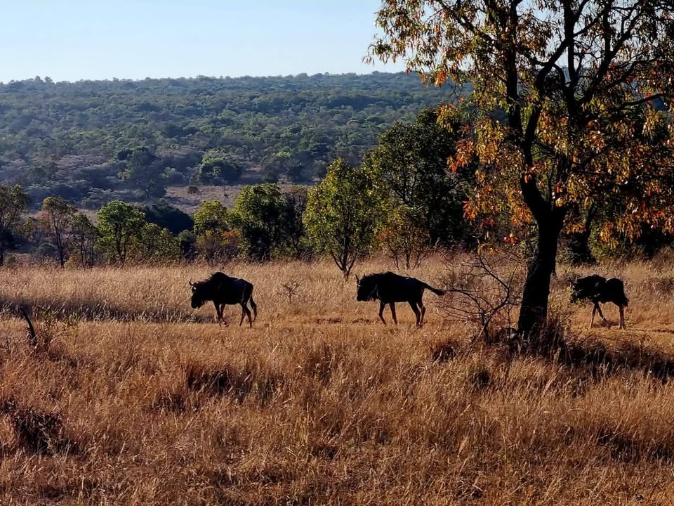 Pumula Game Farm